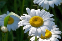 wild flowers